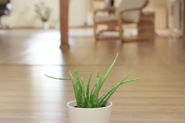 Účinky aloe vera