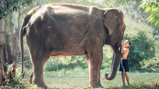 Záchranné stanice slonů jako jedno velké téma. Podívejme se na ně z obou stran