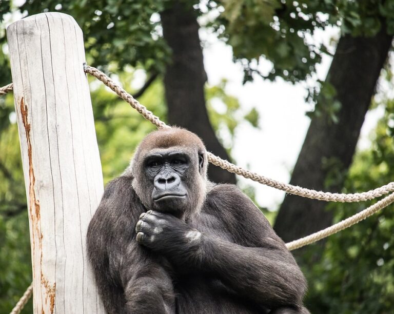 Kam za nejlepšími zoologickými zahrady?
