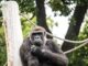 Kam za nejlepšími zoologickými zahrady?