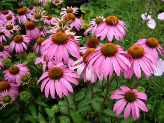 Echinacea a její účinky