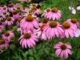 Echinacea a její účinky